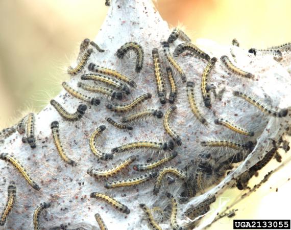 Eastern Tent Caterpillar