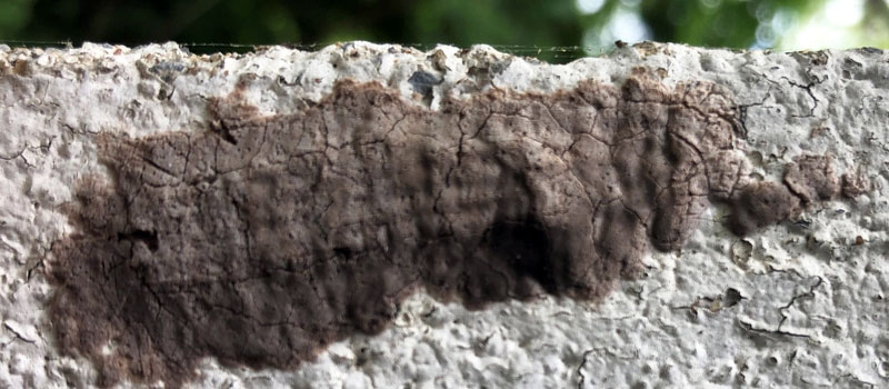 Spotted Lanternfly Egg Mass