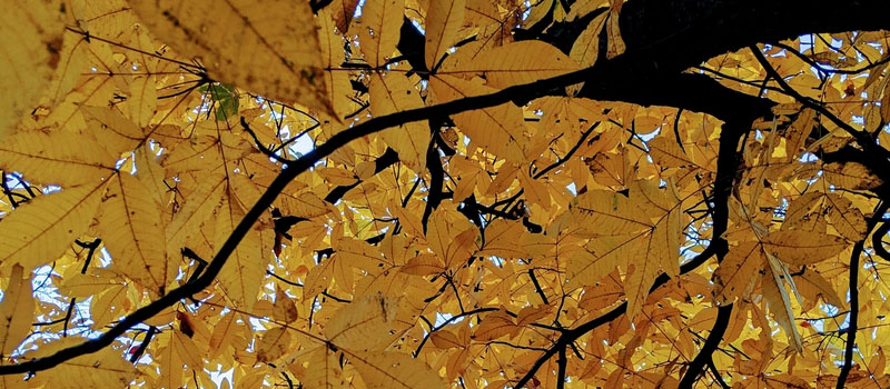 Fall Hickory Leaves