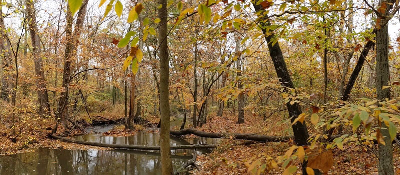 Frying Pan in Fall