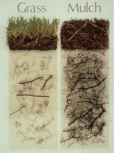 grass vs mulch root structure