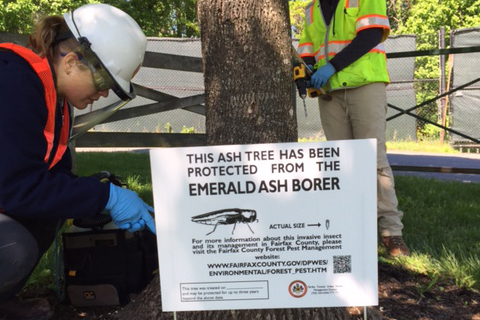 staff injecting ash at County park