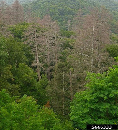 Large Dead Hemlocks in mountain