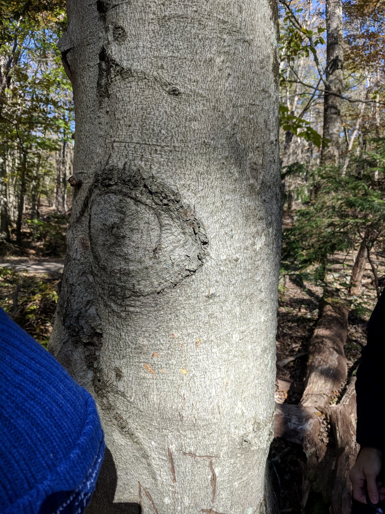 Normal smooth bark of an american beech tree