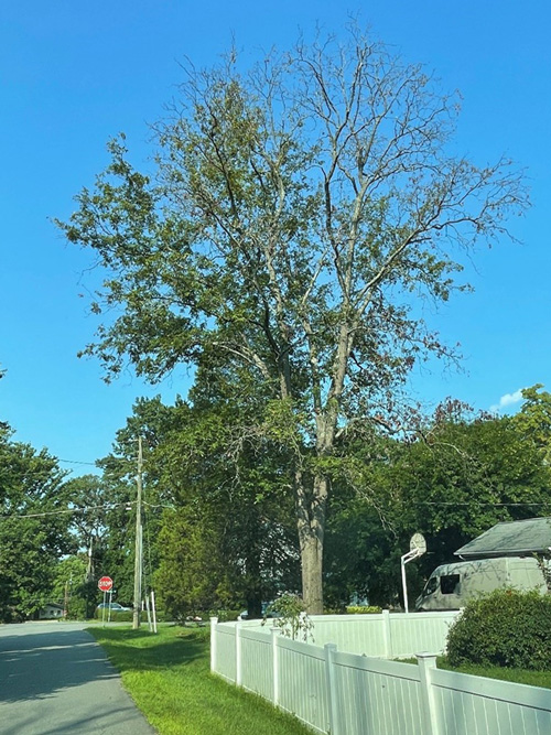 Declining oak tree in Herndon