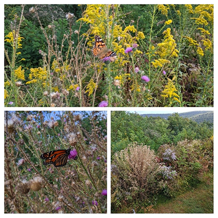 Native plants