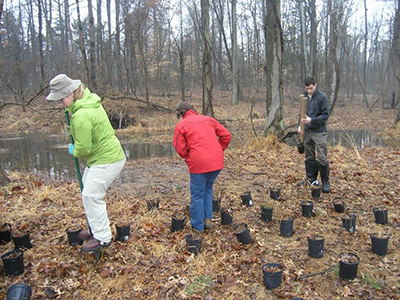 Tree planting