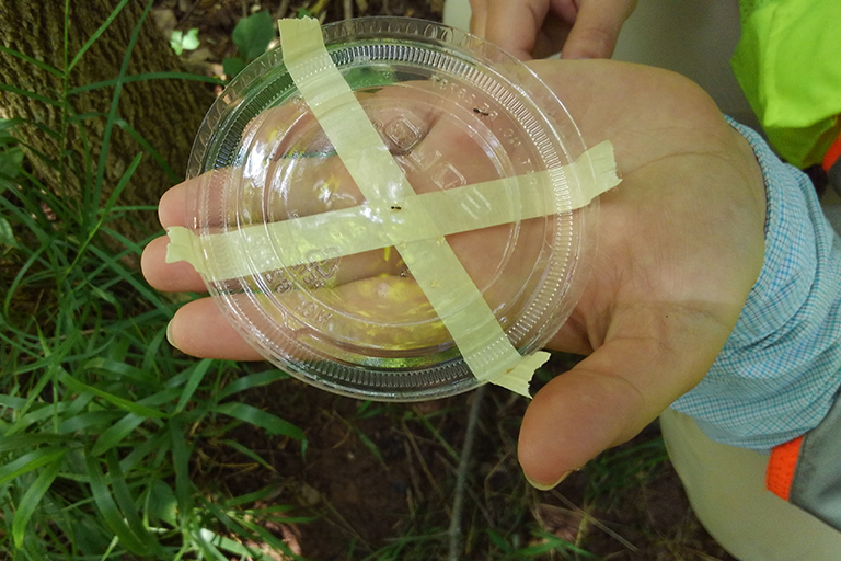staff releasing adult parasitoids