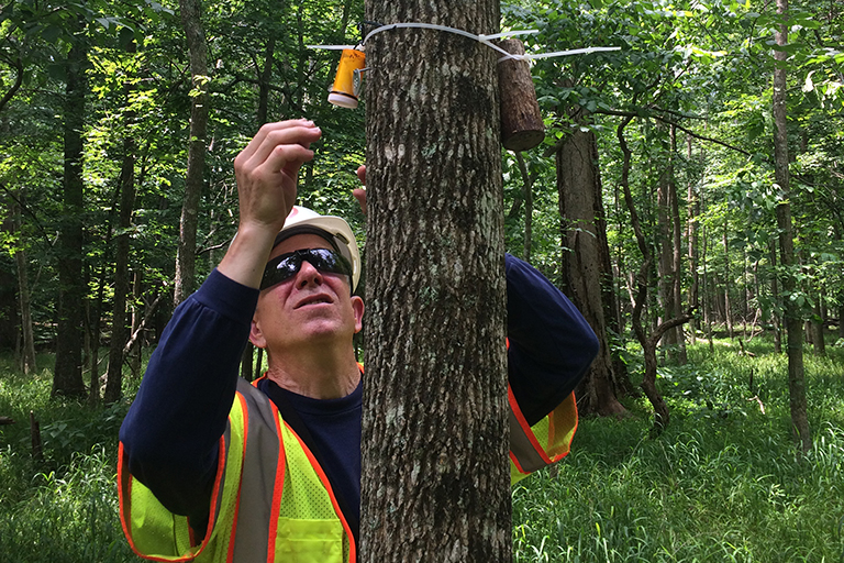 staff release parasitoid adults and eggs