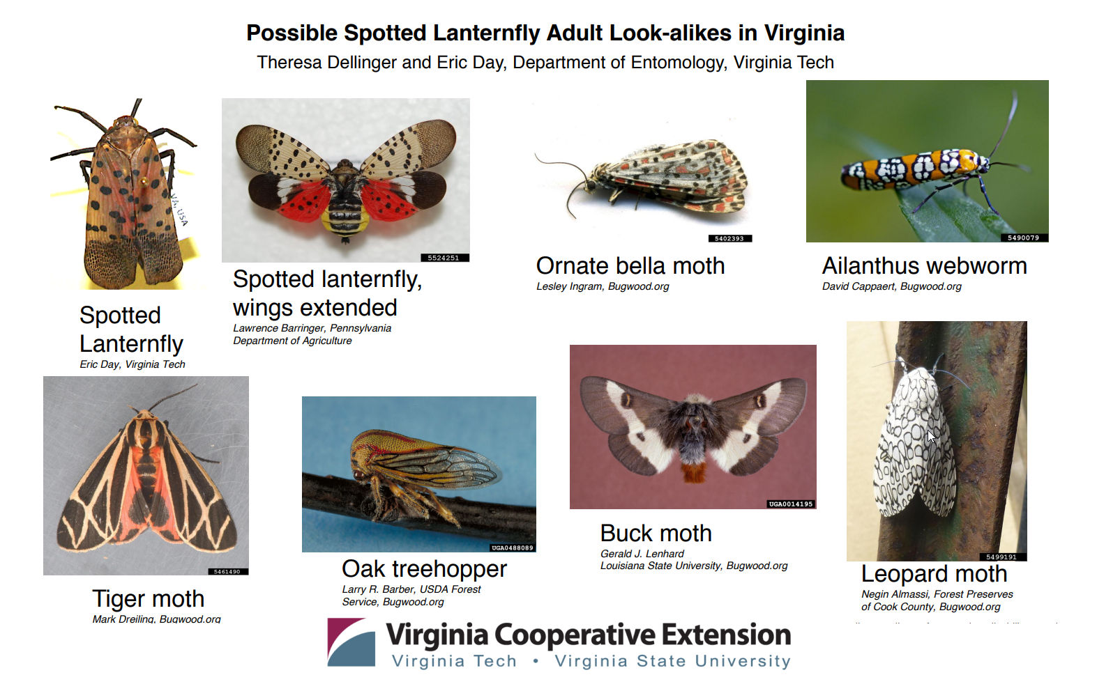 Possible Spotted Lanternfly Adult look-alikes in Virginia. Theresa Dellinger and Eric Day, Department of Entomology, Virginia Tech. Spotted Lanternfly, Spotted Lanternfly wings extended, Ornate bella moth, Ailanthus webworm, Tiger moth, Oak treehopper, Buck moth, Leopard moth. Virginia Cooperative Extension