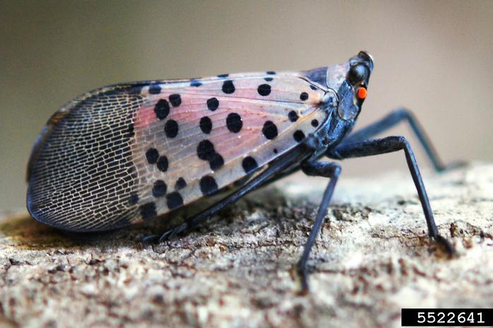 Adult Spotted Lanternfly