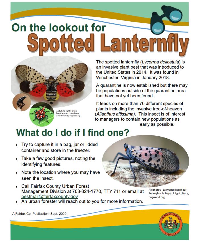 Spotted Lanternfly Public Works and Environmental Services