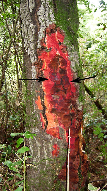 Sudden Oak Death, Center for Invasive Species Research, University of California