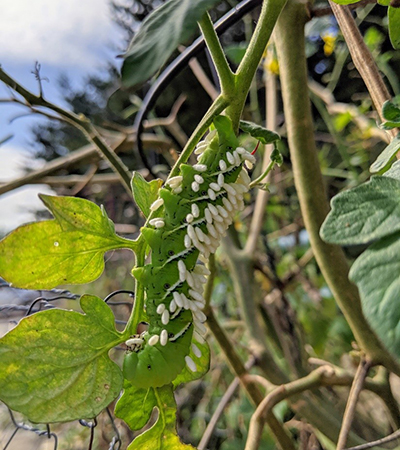 caterpillar with eggs