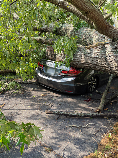 Fallen tree on car