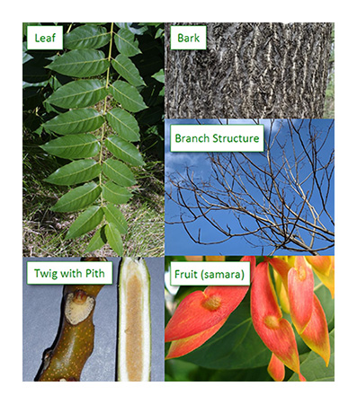 Leaf, bark, branch structure, twig with pith, fruit (samara)