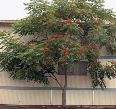 Tree-of-Heaven. Photo courtesy Hood River Soil and Water Conservation District, Oregon.
