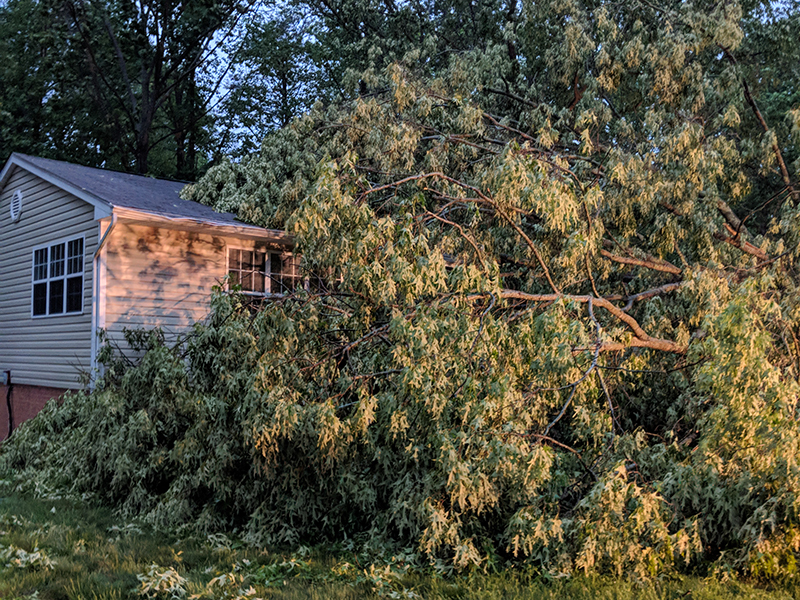 Tree on a house