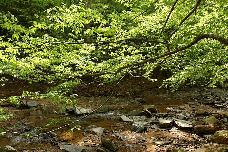 Tree overhanging the stream