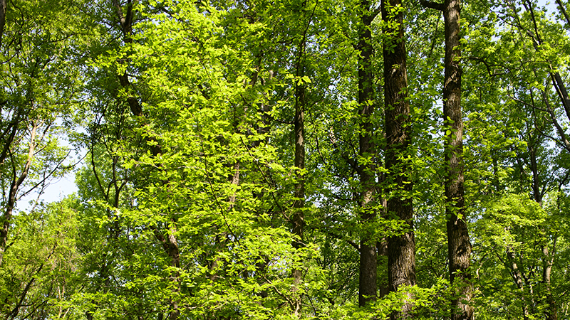 wooded tree tops