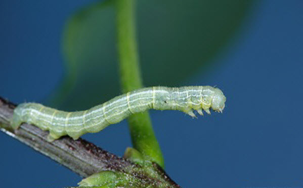 Fall Cankerworm