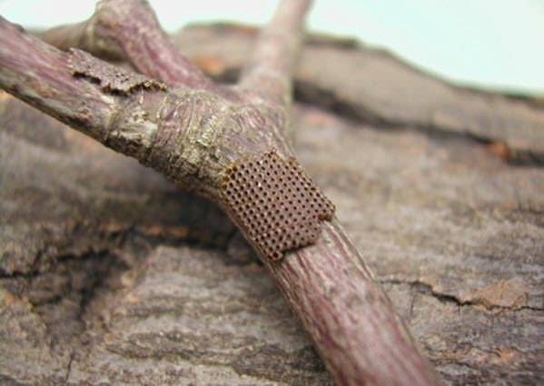 canker egg mass on tree limb