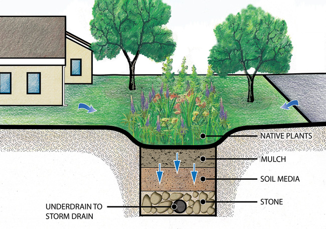 Stormwater runoff flows through native plants, mulch, soil media, and stone before reaching the underdrain to storm drain.