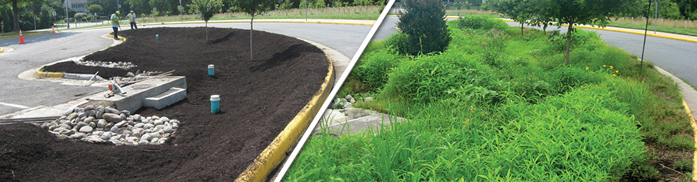Bioretention raingarden before and after growth.