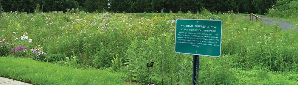 Vegetated filter strip