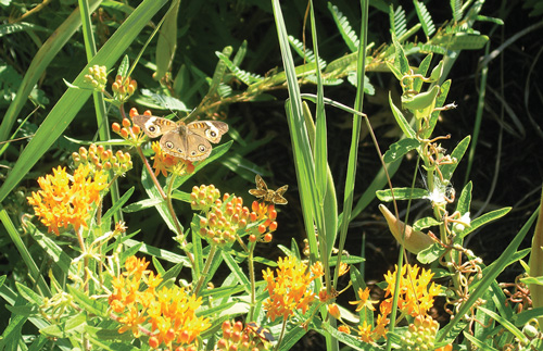 There are wet meadows and dry meadows. Different plants are suited to these habitats.