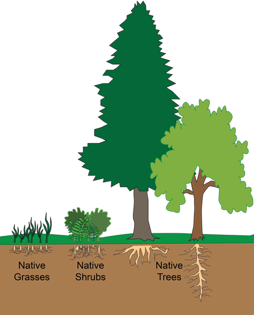 Open Space — Reforestation illustration shows native grasses, native shrubs, and native trees.