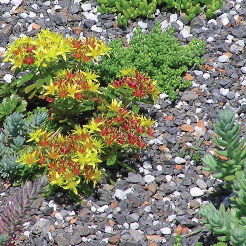 Sedums are a succulent plant native to Asia that can survive roof top conditions such as drought and extreme heat by 
storing water within their leaves.