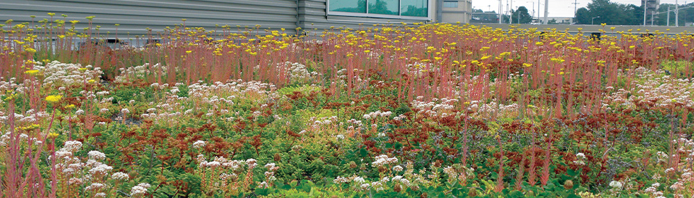 Extensive vegetated roof system