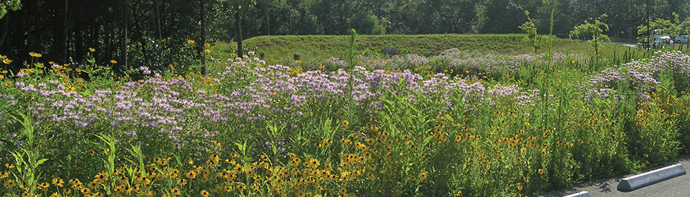 Vegetated Swales