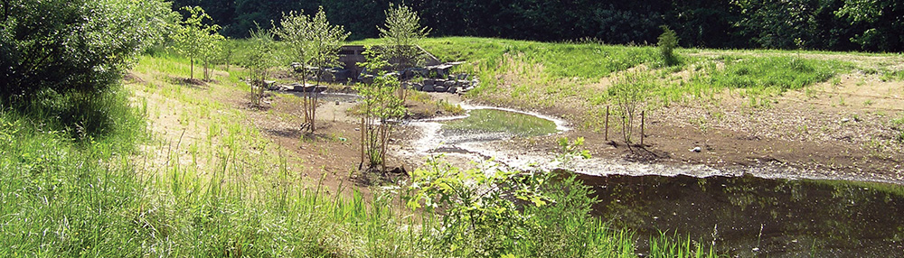 Wet swale photo with healthy growth.