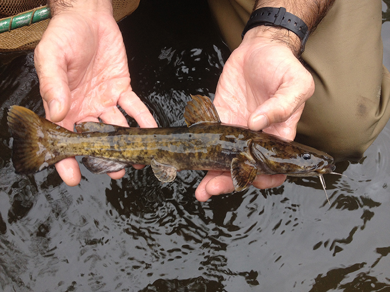 Flathead Catfish- Pylodictis olivaris