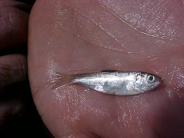 Alewife- Alosa pseudoharengus