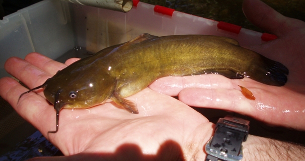 Yellow Bullhead - Ameiurus natalis