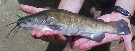 Brown Bullhead - Ameiurus NeBulosus