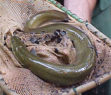 American Eel - Anguilla rostrata 