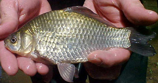 Goldfish - Carassius auratus 