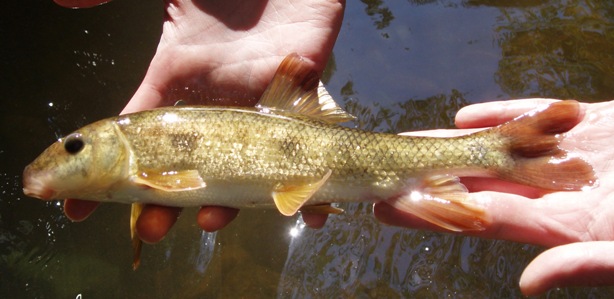 WHITE SUCKER - Catostomus commersoni 