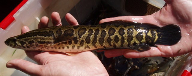 Northern Snakehead - Channa argus