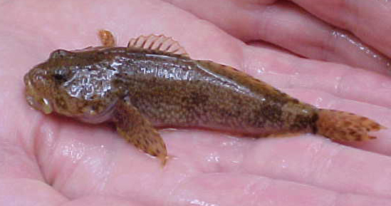 Potomac Sculpin – Cottus girardi 