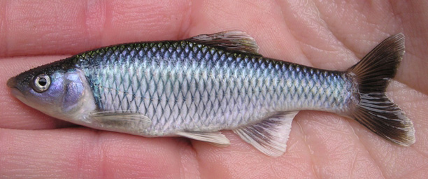 Satinfin Shiners - Cyprinella spp. 