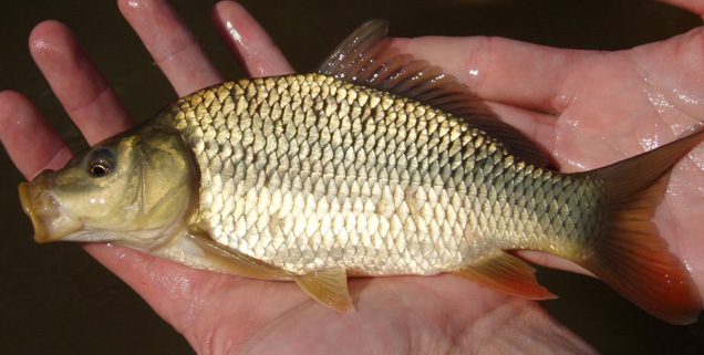 Common Carp - Cyprinus carpio 