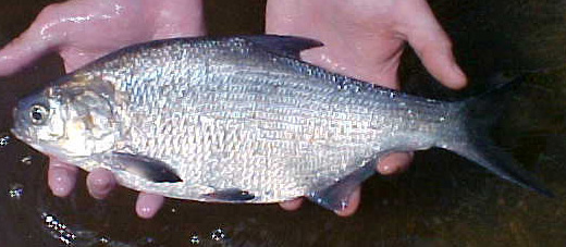 Gizzard Shad  - Dorosoma cepedianum 