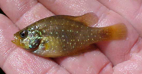 BLUESPOTTED SUNFISH - Enneacanthus gloriosus