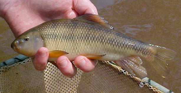 CREEK CHUBSUCKER - Erimyzon oblongus 