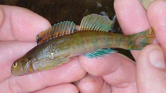 GREENSIDE DARTER - Etheostoma blennioides 